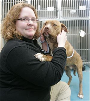 Amos is one of several 'pit bulls' put aside in case the dogs can be transferred to an animal rescue group.