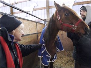 Nancy Silva of the Ottawa County Humane Society and DJ Mager tend to a horse rescued from Robin Vess' Carroll Township farm in January. The caregivers who have been tending the 36 animals were upset about possibly bringing the horses to the trial of Ms. Vess in Port Clinton. Photos of the animals will be sent instead. Vess