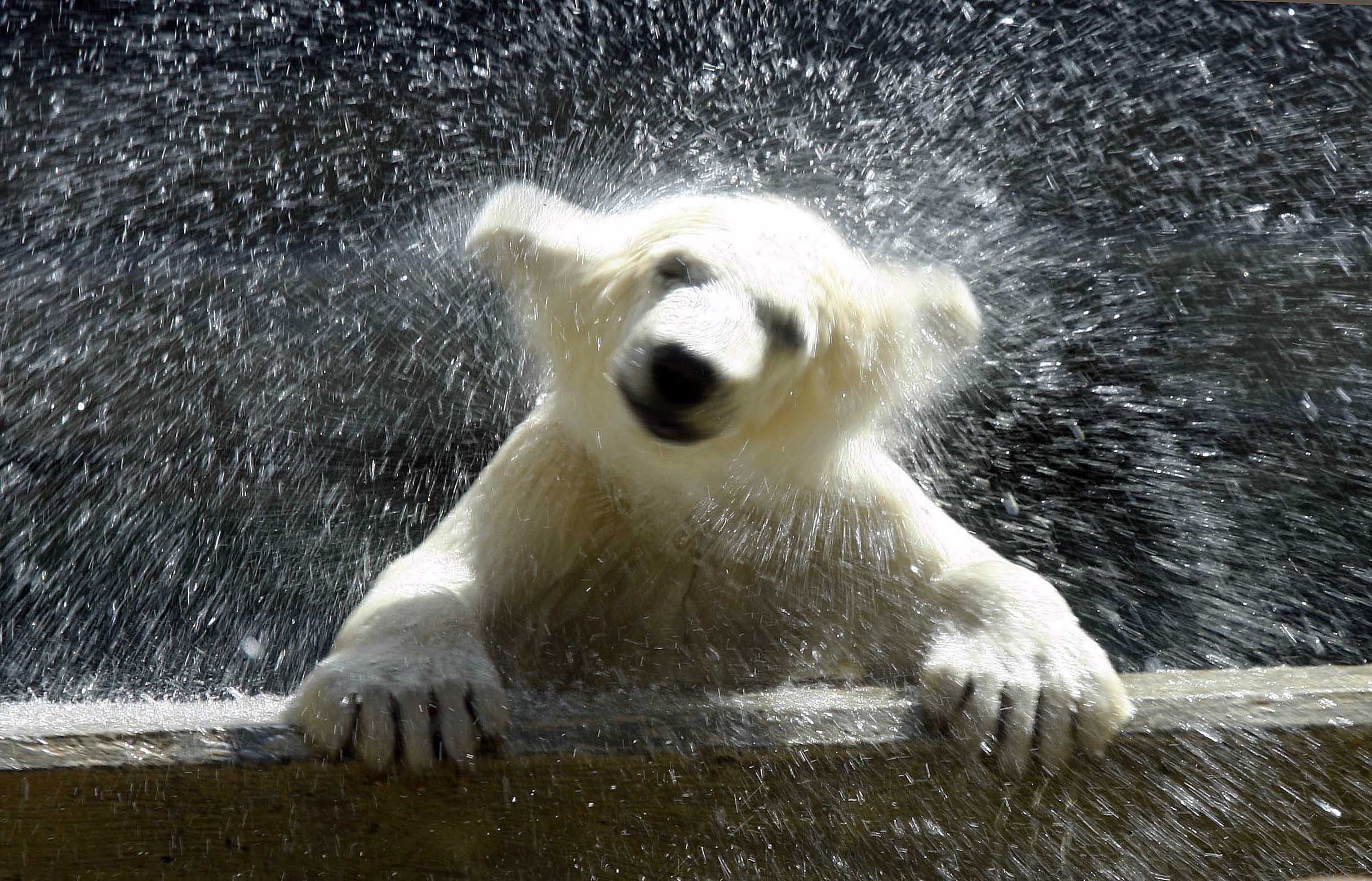 'Siku' ices competition for naming Toledo Zoo's youngest polar bear