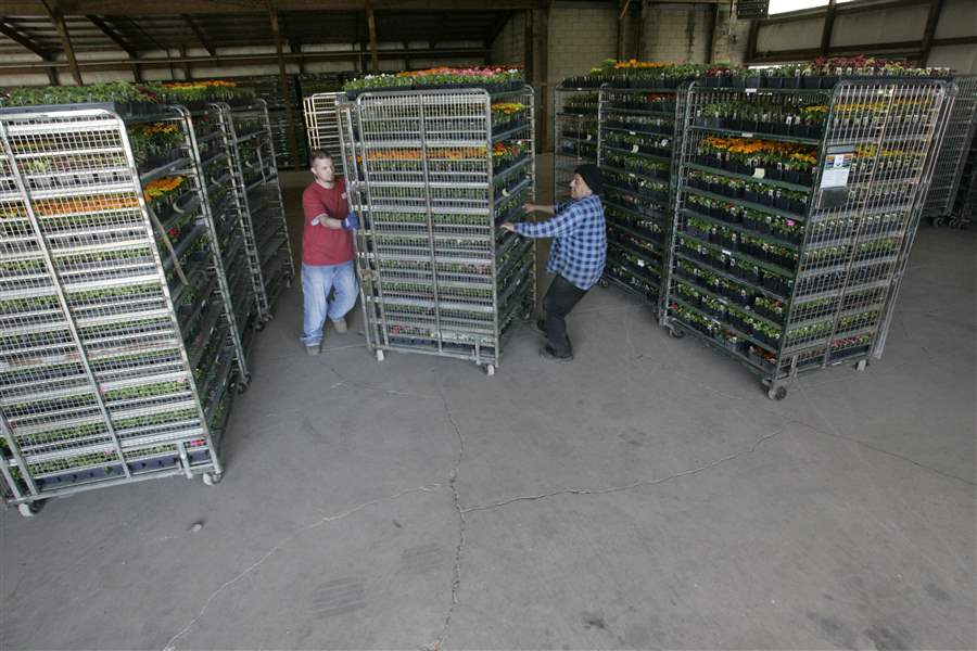 Toledo area greenhouses grow in cooperation The Blade