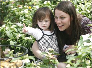 Slug:  Whitehouse                            Date 5/9/2010 Toledo Blade/Amy E. Voigt                Location: Whitehouse, Ohio  CAPTION:   Nicole Flores, right, and her daughter Marah Flores, 2, from Bowling Green, look at a butterfly while spending Mother's Day with her children at The Butterfly House on May 9, 2010.