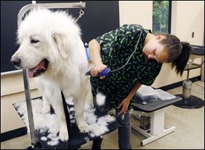 Amber Grant, 19, shaves the hair off Waylon, a Great Pyrenees, at the Frank Dick Natural Science Technology Center. Students in the Toledo Public Schools' animal management program are donating fur from the dogs they groom to A Matter of Trust, a Tennessee organization that will stuff it into recycled nylon that covers the mesh booms being used to absorb the oil that has spilled from the BP offshore drilling rig in the Gulf of Mexico.