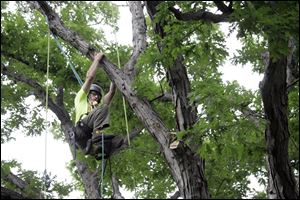 Jay Butcher of Cincinnati swings from limb to limb during the 31st annual Ohio Chapter International Society of Arboriculture tree-climbing championship in Walbridge Park. He placed third. 