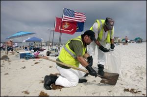 Oil cleanup workers hired by BP pick up tar balls as they work along Pensacola Beach, Fla., Sunday.