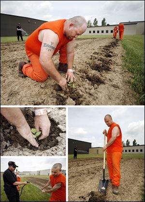 Top: Aaron Hillier, a Wood County jail inmate, plants zucchini squash in a jail garden at the Bowling Green facility. Bottom left: Deputy Dirk Fenimore operates a hose for Brad Harding to wash his hands in the garden for the jail kitchen. Bottom right: Brian Lojewski digs in the jail garden.