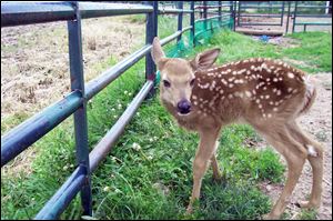 After its 'rescue' by a Toledo police sergeant, a fawn escaped an enclosure before it could be confiscated by Ohio wildlife officers.
