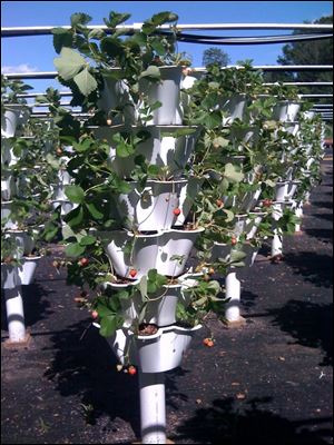 Strawberries can be grown vertically.