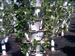 Strawberries can be grown vertically.