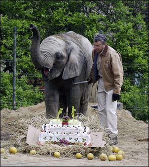 Don Redfox, elephant manager at the Toledo Zoo, shown here with Louie on the elephant's 2nd birthday in May 2005, was struck by Louie's tusk Thursday.