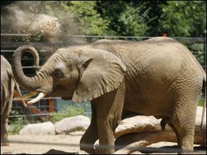 Louie, a 7-year-old African elephant at the Toledo Zoo, became startled and injured a zookeeper last week.