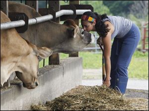 Student Amanda Grieco stops to kiss a Jersey cow during chores at a University of Vermont dairy barn.