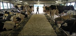 The black-and-white Holstein cows in this University of Vermont dairy barn are among 255 to be sold. 