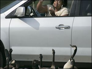 Martina WIlson of Toledo throws snacks to some Canada geese in INnernational Park downtown.