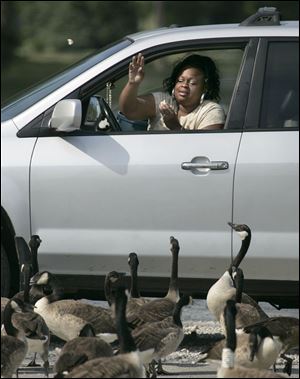 Martina WIlson of Toledo throws snacks to some Canada geese in INnernational Park downtown.