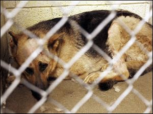Sarge recovers at the Lucas County Dog Pound from six gunshot wounds. His owner and a friend are accused of firing at the dog, who was caged at the time.
