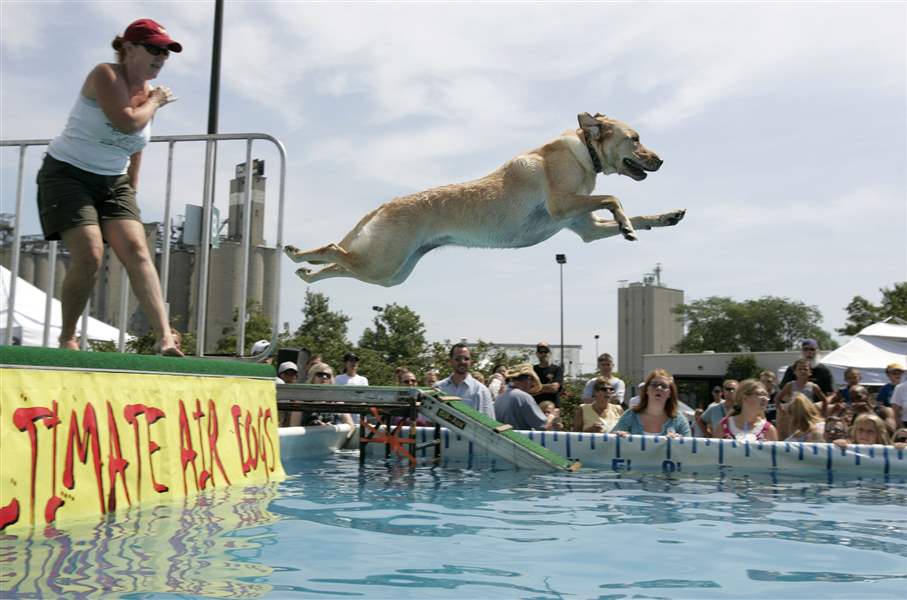 Dogs make splash diving into contest before 1,500 fans The Blade