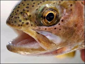 The cover of the book 'An Entirely Synthetic Fish: How Rainbow Trout Beguiled America and Overran the World.'