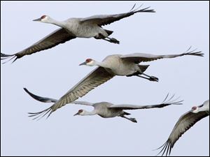 Sandhill cranes fly in formation near Grand Island, Neb. A pair has made a home at Metzger Marsh.