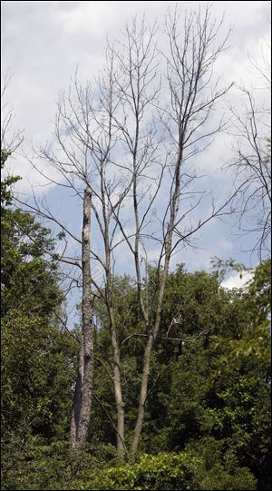 Sylvania City Council rejected a federal grant to clean up hundreds of dead or dying ash trees in Harroun Park because the grant came with conditions on how the park would be managed in the future.