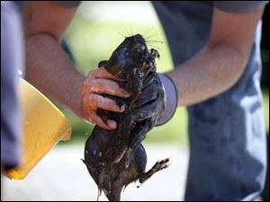 Dave Jenkins, of Marshall, holds onto a muskrat earlier this week as a group attempts to clean the animal in Marshall, Mich.