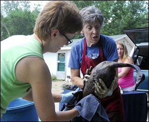 Cydnie Shephard of Vicksburg, Mich., and Beth Smoker of Colon, Mich., tend to one of  12 oil-covered geese taken to the Circle D Wildlife Refuge in Vicksburg.