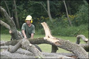Donny Matejcek removes a cable from a limb that he had lowered to the ground for disposal.