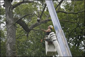 Steve Floro of Blanchard Tree and Lawn attaches a cable to a branch that will be cut on Hawthorne Road in Ottawa Hills. 