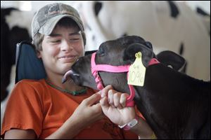Allen Goretski, 13, of Carleton, Mich., gets an affectionate lick from a friend's 2-month-old heifer during Kids Day at the Monroe County Fair.