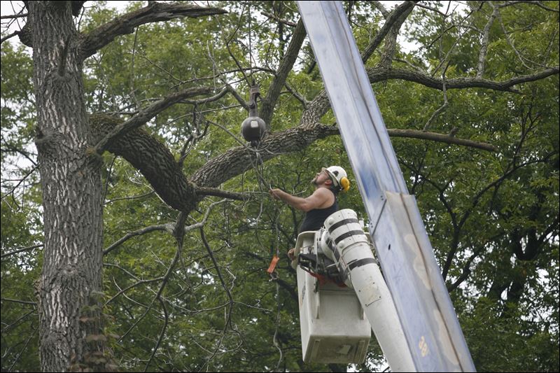 Area windstorms, rain, heat boost tree work Toledo Blade