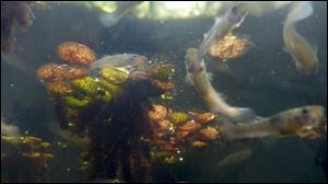Minnows swim in a cypress swamp near Lafitte, La., adjacent to a marsh that stretches to the Gulf of Mexico.