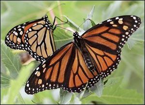 To make it possible for monarch butterflies to like these to thrive in northwest Ohio and southeast Michigan, residents have created special habitats.