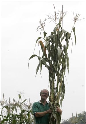Rex Browns shows just how tall his corn stalks have grown this year.