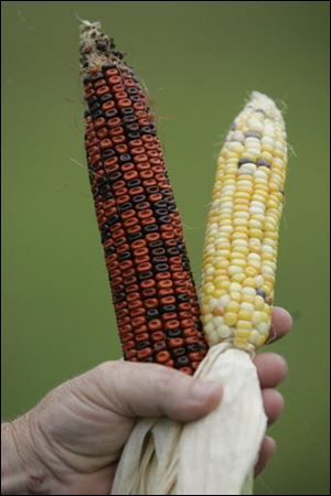 Rex Browns holds two of his varieties of Indian corn that he grows in his Toledo backyard.