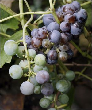 Luscious grapes grow in Andreas Dionyssiou's garden, which also includes eggplant, okra and beets.