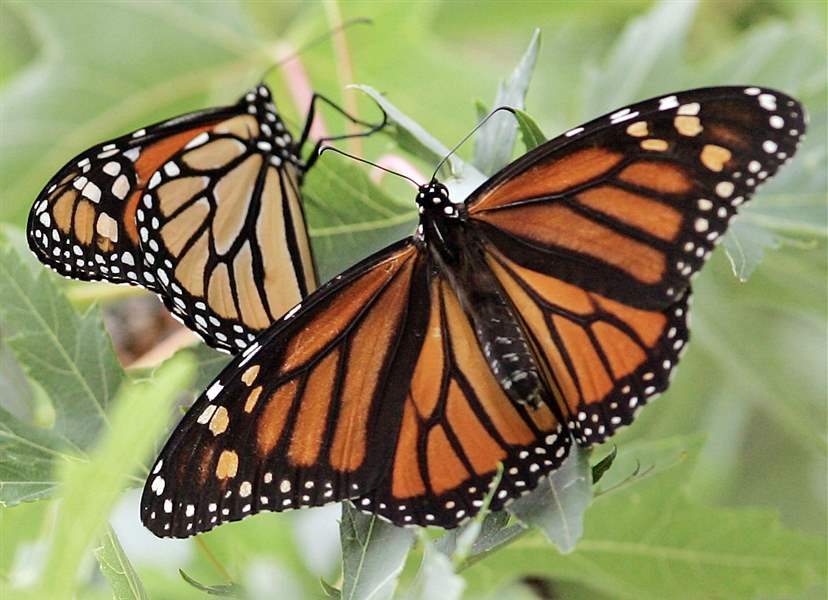 Programs-invite-public-to-help-keep-monarch-butterflies-on-their-throne-2
