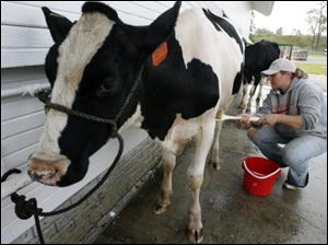 In a scene from last year's Fulton County Fair, Jodi Crossgrove scrubs a dairy cow for competition.