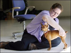 Lucas County Dog Warden Julie Lyle checks the temperament of Hillary, a female miniature Pinscher. 