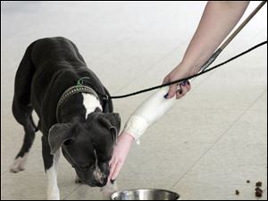 Warden Julie Lyle uses a fake arm to see if a 'pit bull' will bite to defend a food bowl. Dozens have been put down because the pound was at capacity for them. 