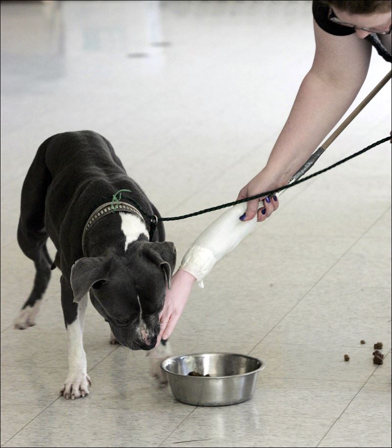 Hundreds of dogs still put down at county pound Toledo Blade