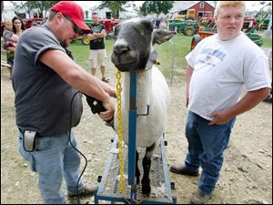 Brian Banister and his son Mark trim a sheep to prepare it to be exhibited at the fair.