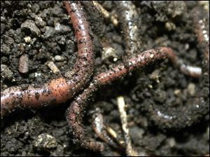 Worms can improve the soil for your garden.