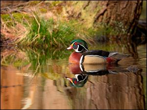 Howard Burkert's photo of a wood duck near North Bay, N.Y., will be among his works on display through October at the National Center for Nature Photography at Secor Metropark.
