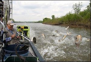 Jim Kirby, an outdoor writer from Palos Park, Ill., prepares to shoot Asian silver carp as they start jumping alongside his boat during a bowfishing trip near Utica, Ill in this May, 2006 photo.