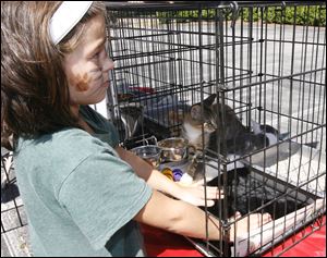 CTY petfood13p  Amber Hall, 7, of Toledo, evens out the pad in the cage of Little Ken and Gus, five month-old brothers available from Paws & Whiskers. The Church of St. Andrew's youth group, in creating a 