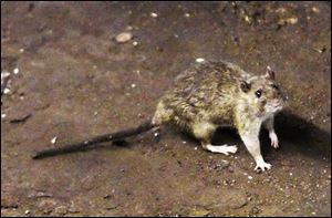Most of the rats seen in Toledo are Norway rats and seem to enjoy sewer living as much as underground burrows, said a health department official.