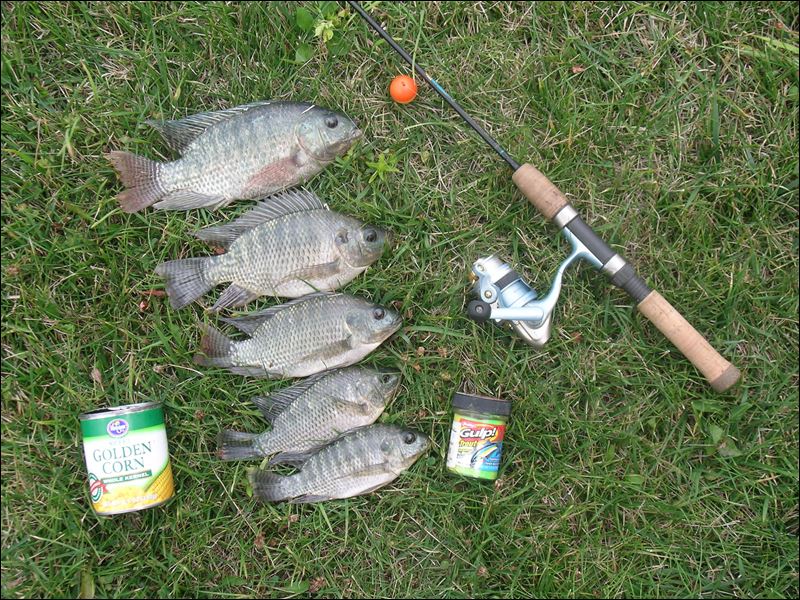 Tilapia finish summer jobs Toledo Blade