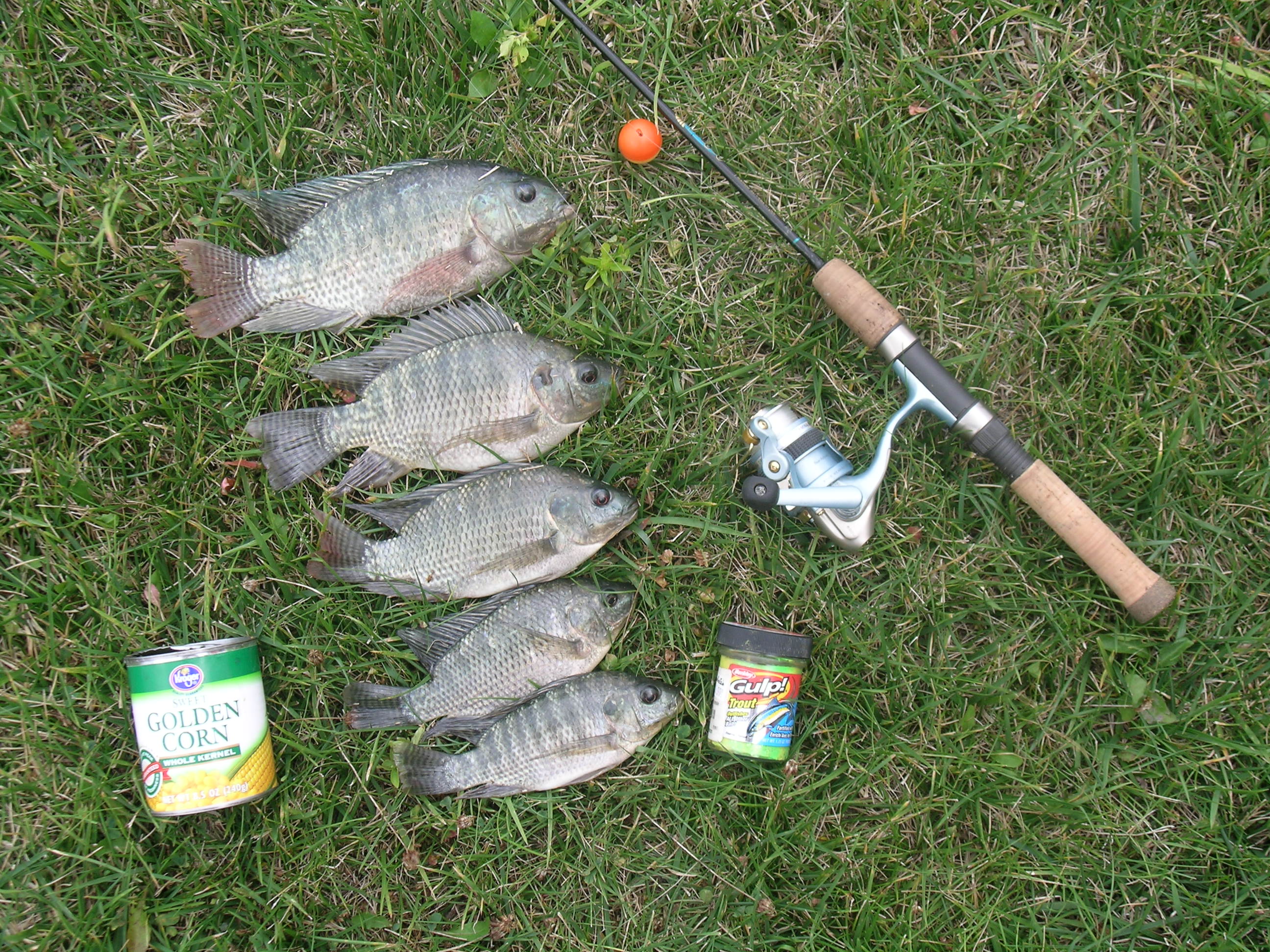 Tilapia finish summer jobs The Blade