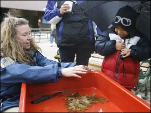 CTY pearson04p   Brian (cq) Haslinger (cq), 6, of Moline, is reluctant to touch a crayfish held by Metroparks naturalist Heather Norris, left. They procured the crayfish from the Maumee River at Sidecut Metropark, and will be returning them tonight. The annual Black Swamp Festival at Pearson Metropark (cq) in Oregon, Ohio on October 3, 2010. The event is co-sponsored with Friends of Pearson. Jetta Fraser/The Blade
