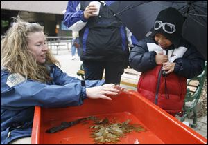 CTY pearson04p   Brian (cq) Haslinger (cq), 6, of Moline, is reluctant to touch a crayfish held by Metroparks naturalist Heather Norris, left. They procured the crayfish from the Maumee River at Sidecut Metropark, and will be returning them tonight. The annual Black Swamp Festival at Pearson Metropark (cq) in Oregon, Ohio on October 3, 2010. The event is co-sponsored with Friends of Pearson. Jetta Fraser/The Blade