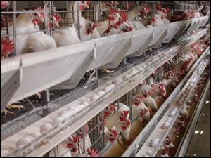 The Hi-Grade Egg Farm owned by Midwest Poultry Services, in North Manchester, Ind., takes precautions to ensure hens and eggs are free of the toxic strain of salmonella.